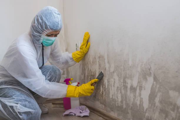 Best Office Mold Removal Services  in Middleport, OH