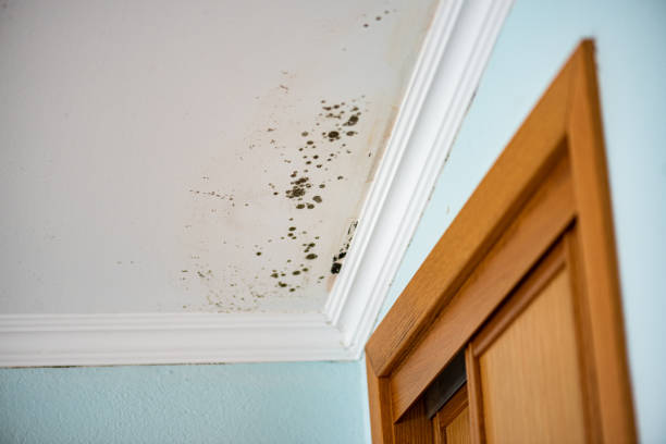 Best Water Damage Restoration  in Middleport, OH