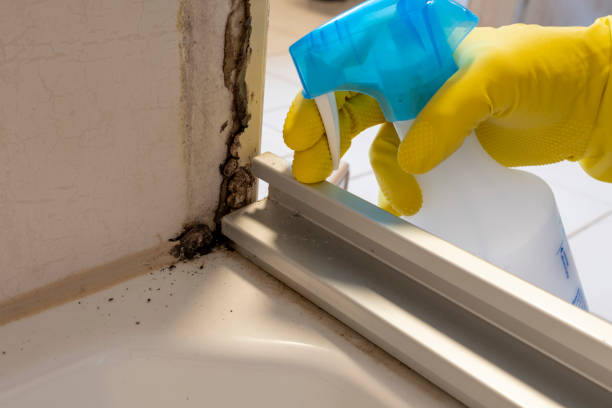 Best Home Mold Removal  in Middleport, OH