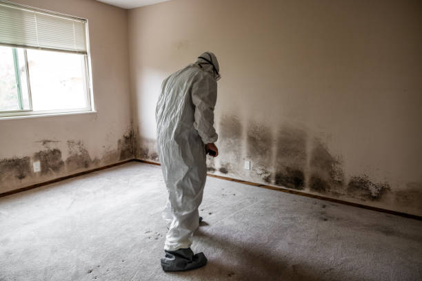 Best Commercial Mold Removal  in Middleport, OH