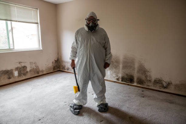 Best Affordable Mold Removal  in Middleport, OH