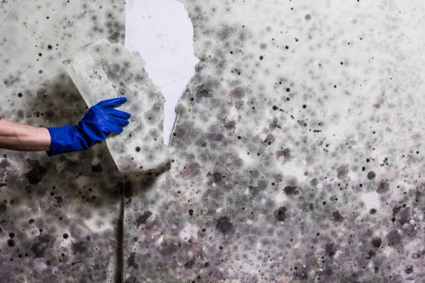 Best Toxic Mold Removal  in Middleport, OH
