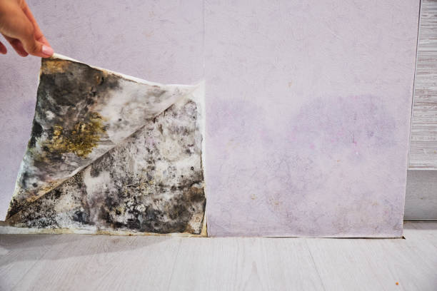 Middleport, OH Mold Removal Company